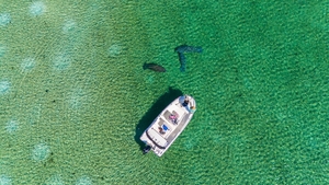 Overhead view of boat in shallow water near manatees, Florida boating license concept.