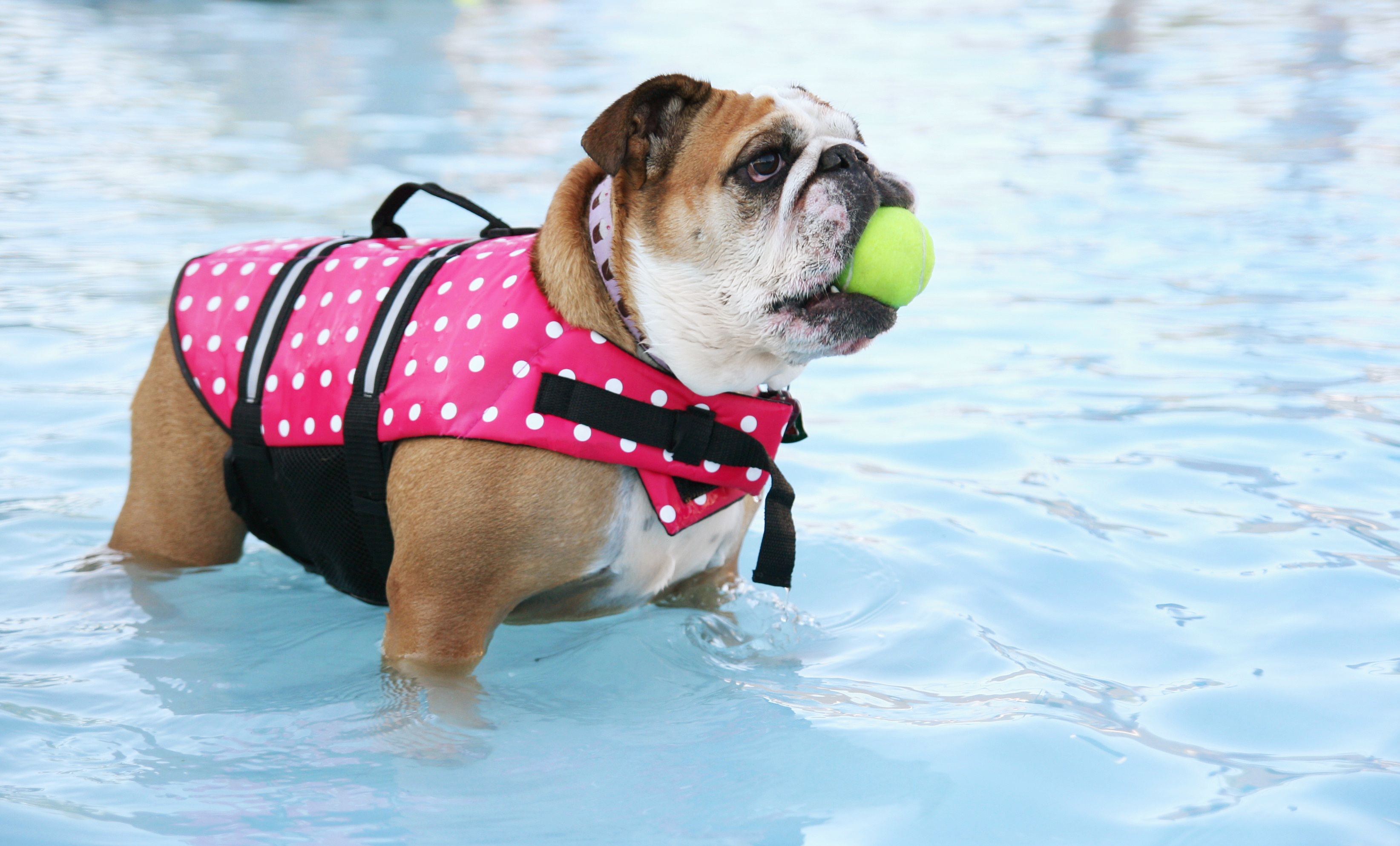 A dog with a ball in the water wearing a lifejacket, boating with dogs concept. 