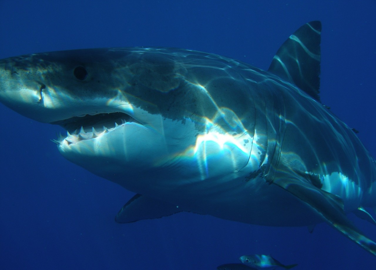 A large shark in the water representing shark week